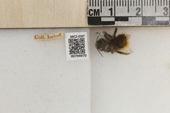 Media type: image;   Entomology 794970 Aspect: Labels